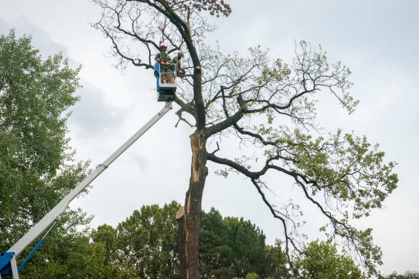 How Our Tree Care Process Works  in Lamont, CA