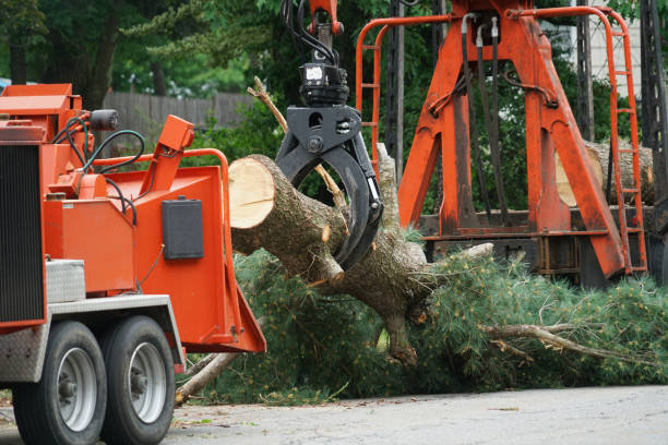 Best Tree Preservation Services  in Lamont, CA