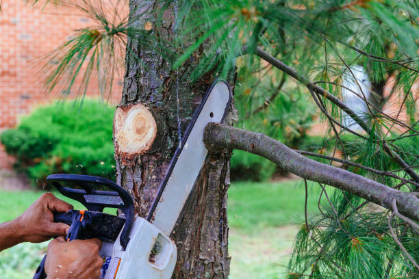 Best Tree Trimming and Pruning  in Lamont, CA